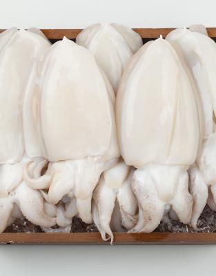 손질  갑오징어  급냉 800g 3-5마리내외