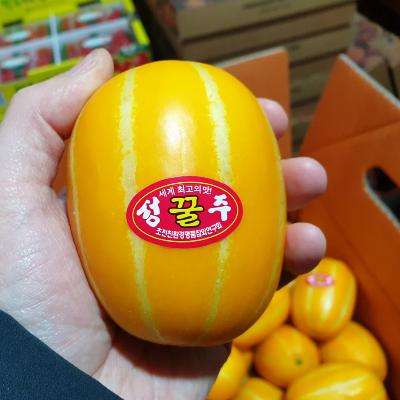 [신선N] 고당도 성주 참외 꼬마과 기본포장 3종 택1(2kg, 3kg, 5kg)