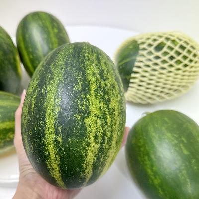 [신선N] 산지직송! 고령 파파야 메론 / 4~5월 시즌상품