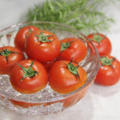 [신선N] 완숙 토마토 3kg / 5kg / 10kg