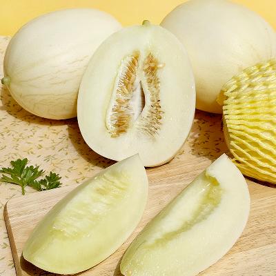 [신선N] 산지직송! 고당도  고령 설향메론 2kg / 5kg