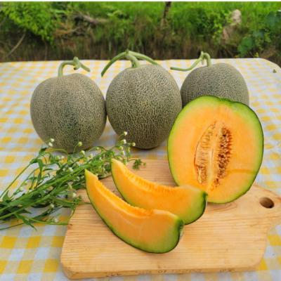 산지직송! 고당도 함안 멜론 머스크메론