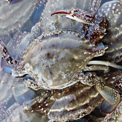 서해안 신진도 급냉 봄 알배기 암꽃게 1kg (4~6미)