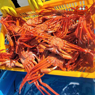 국내산 명품 설탕홍게 3kg 속초홍게 직송