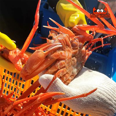 국내산 명품 왕 설탕홍게 3kg 속초홍게 직송