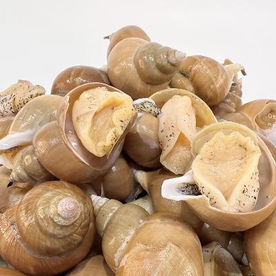 자연산 백골뱅이 1kg (기본, 대, 왕) 참골뱅이 동해직송