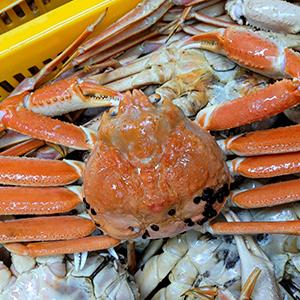 러시아 활대게 1kg 스노우크랩 찜 발송