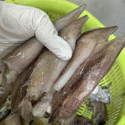 자연산 별미 한치 화살오징어 500g (8~15미 내외)