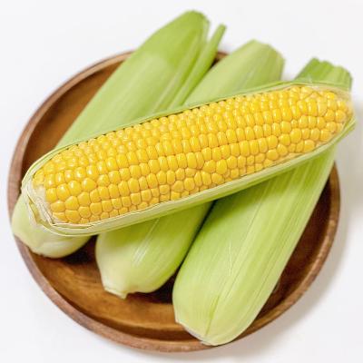 초당연구회 프리미엄 초당옥수수