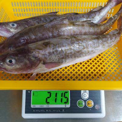 국내산 급냉 대구 2kg (2~4미 내외)