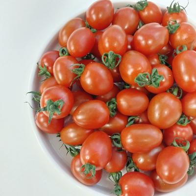 대추 방울토마토 아삭아삭단단