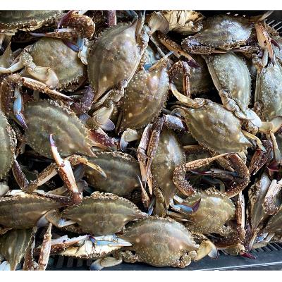 남해안 고흥 활 꽃게 1kg 2-3미 내외